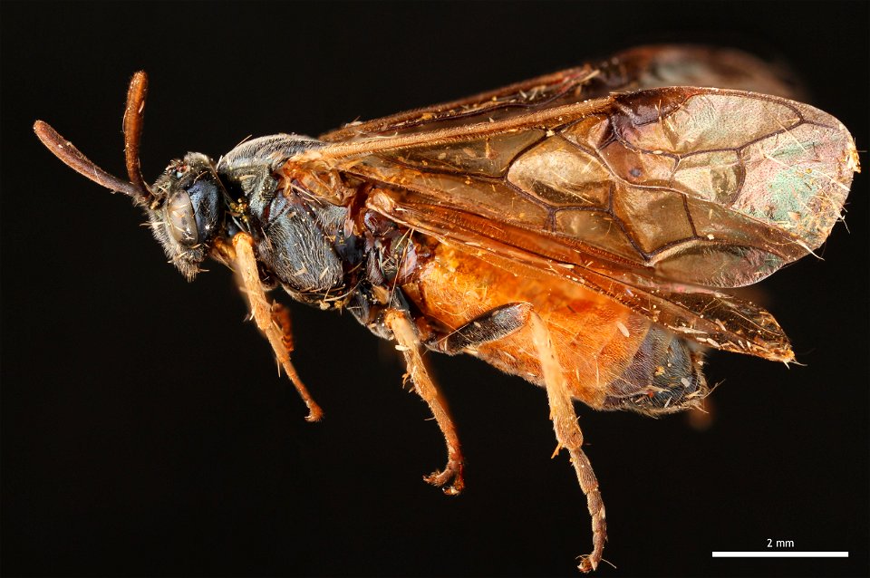 Argid sawfly (Argidae, Arge cyra (Kirby))