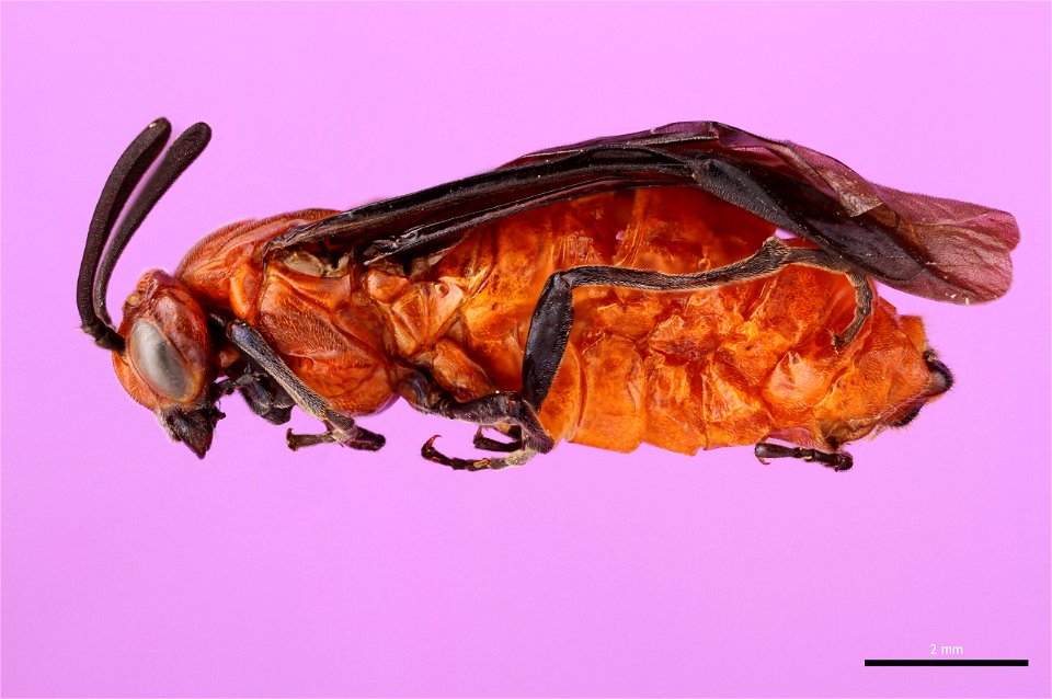 Argid sawfly (Argidae, Arge coccinea (Fabricius))