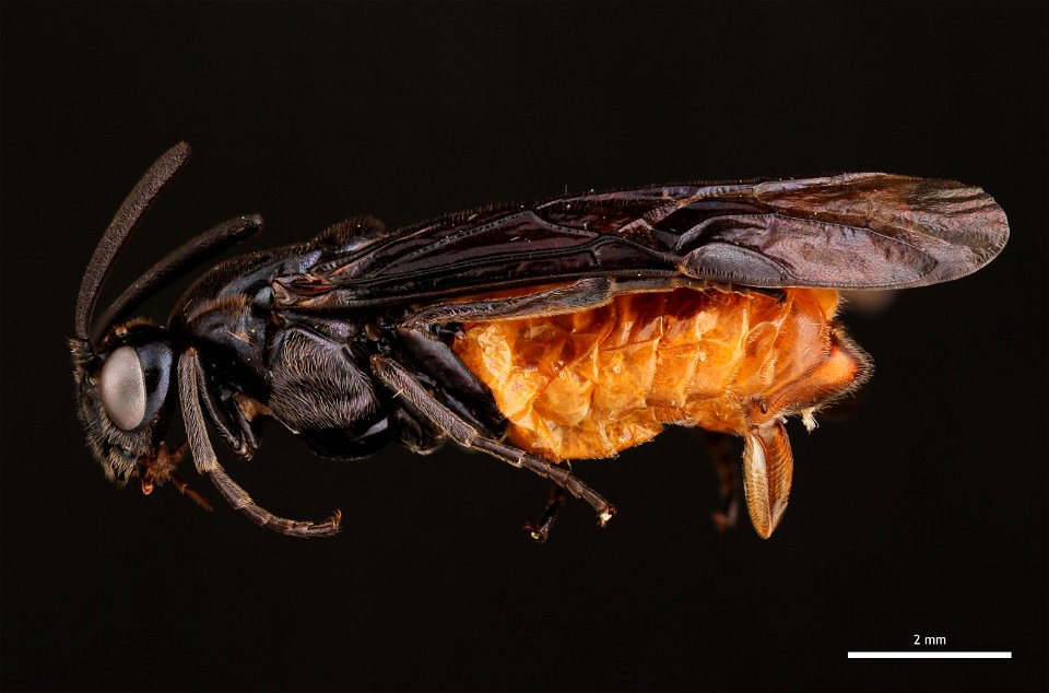 Argid sawfly (Argidae, Arge abdominalis (Leach))