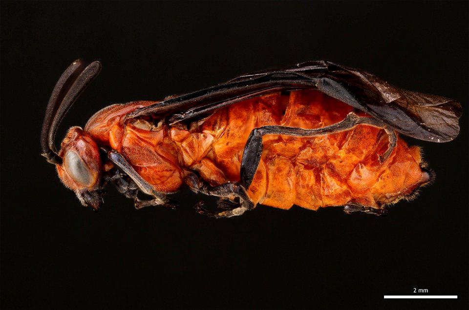 Argid sawfly (Argidae, Arge coccinea (Fabricius))