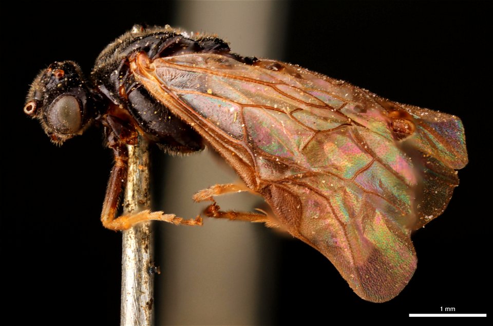 Argid sawfly (Argidae, Aprosthema brunniventre (Cresson))