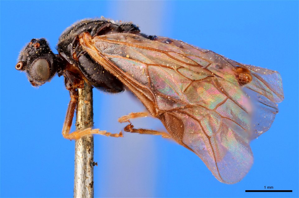 Argid sawfly (Argidae, Aprosthema brunniventre (Cresson))