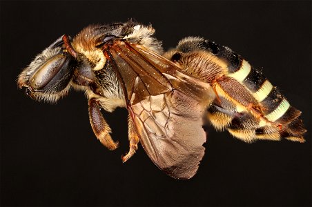 Norton’s Nomia (Halictidae, Nomia nortoni (Cresson)) photo