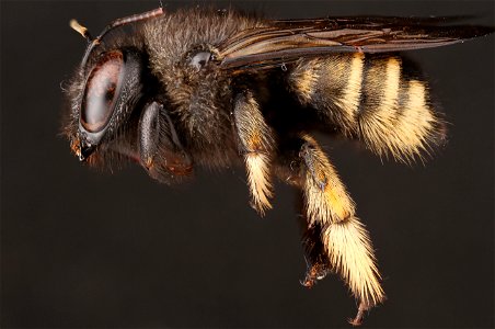 Horsefly-like Carpenter Bee (Apidae, Xylocopa tabaniformis parkinsoniae (Smith)) photo
