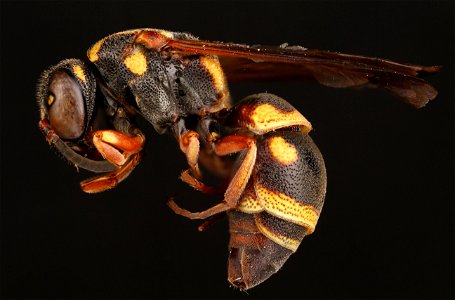 Potter wasp (Vespidae, Stenodynerus sp.) photo