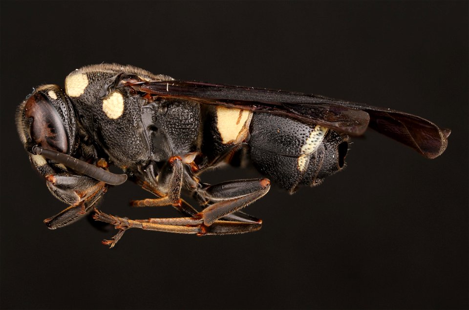 Potter wasp (Vespidae, Euodynerus sp.)
