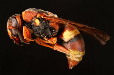 Potter wasp (Vespidae, Euodynerus sp.) photo