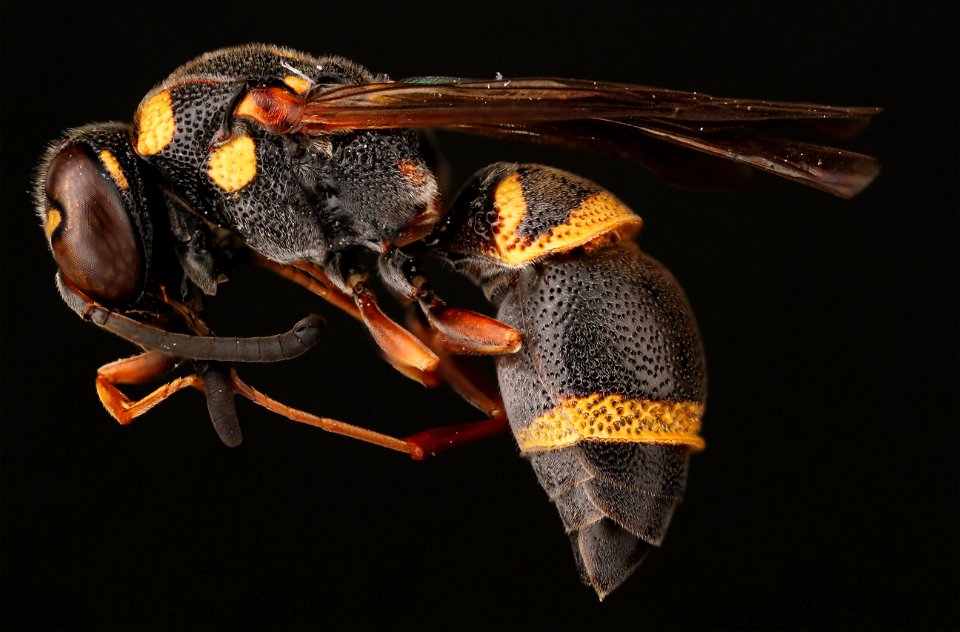 Potter wasp (Vespidae, Parancistrocerus sp.)