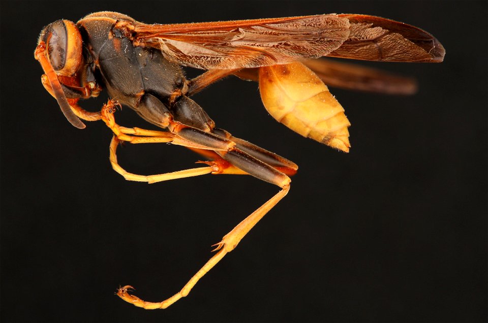 Western Paper Wasp (Vespidae, Mischocyttarus flavitarsis (Saussure))