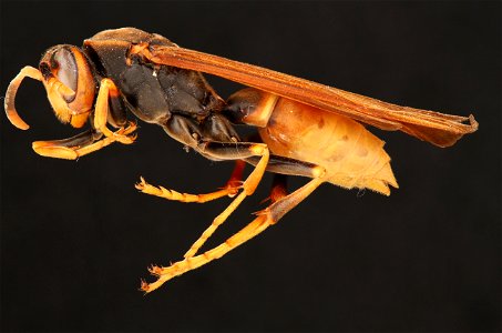Comanche Paper Wasp (Vespidae, Polistes comanchus (Saussure))