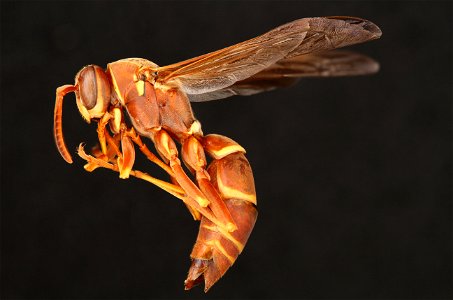 Paper wasp (Vespidae, Polistes bellicosus (Cresson)) photo