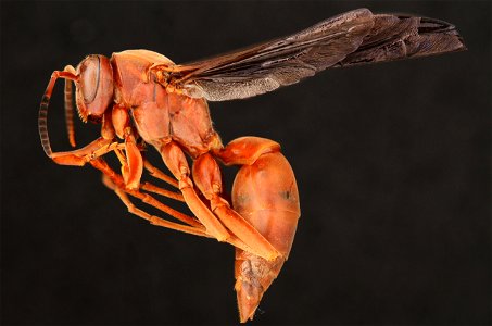 Red Paper Wasp (Vespidae, Polistes carolina (Linnaeus)) photo