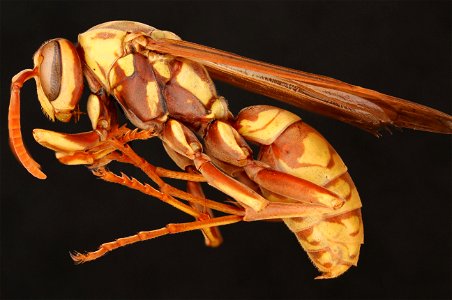 Texas Paper Wasp (Vespidae, Polistes apachus (Saussure))