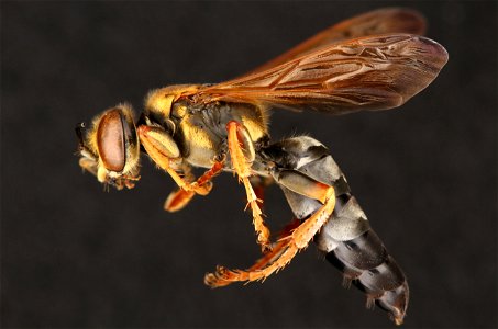 Square-headed wasp (Crabronidae, Tachytes sp.)