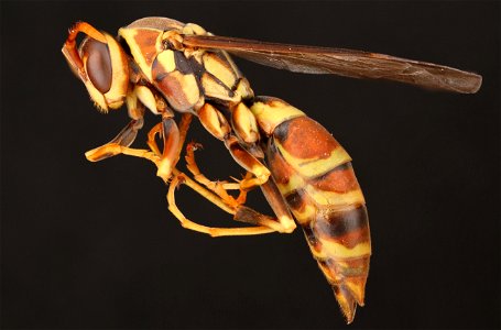 Paper wasp (Vespidae, Polistes exclamans (Viereck)) photo