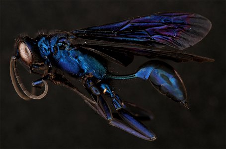Blue Mud Wasp (Sphecidae, Chalybion californicum (Saussure))