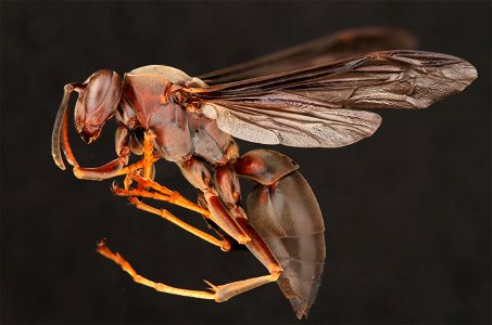Metricus Paper Wasp (Vespidae, Polistes metricus (Say)) photo