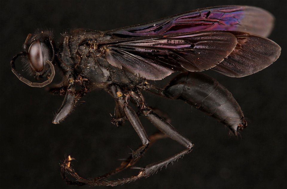 Great Black Wasp (Sphecidae, Sphex pensylvanicus (Linnaeus))