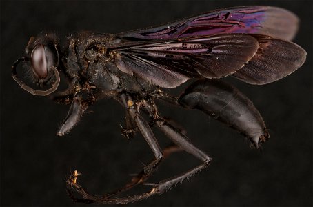 Great Black Wasp (Sphecidae, Sphex pensylvanicus (Linnaeus)) photo