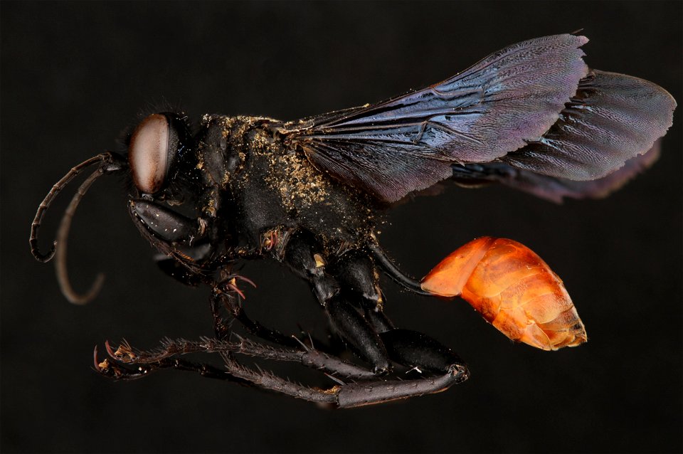 Thread-waisted wasp (Sphecidae, Sphex lucae (Saussure))