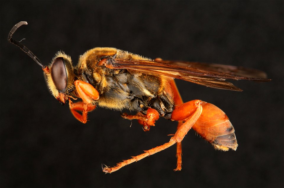 Great Golden Digger Wasp (Sphecidae, Sphex ichneumoneus (Linnaeus))