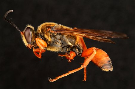 Great Golden Digger Wasp (Sphecidae, Sphex ichneumoneus (Linnaeus))