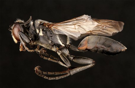 Thread-waisted wasp (Sphecidae, Sphex texanus (Say))