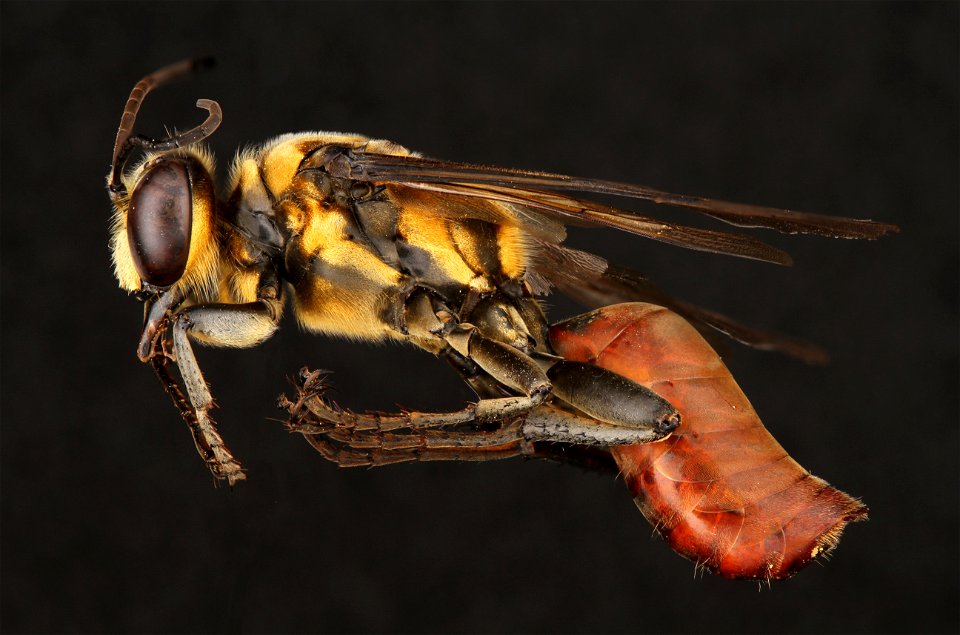 Thread-waisted wasp (Sphecidae, Sphex habenus (Say))