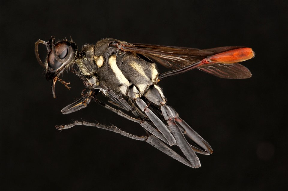 Thread-waisted wasp (Sphecidae, Ammophila cleopatra (Menke))