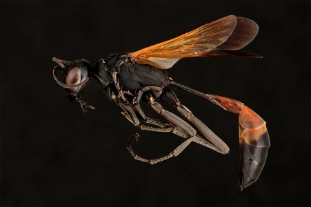 Thread-waisted wasp (Sphecidae, Ammophila pictipennis (Walsh))