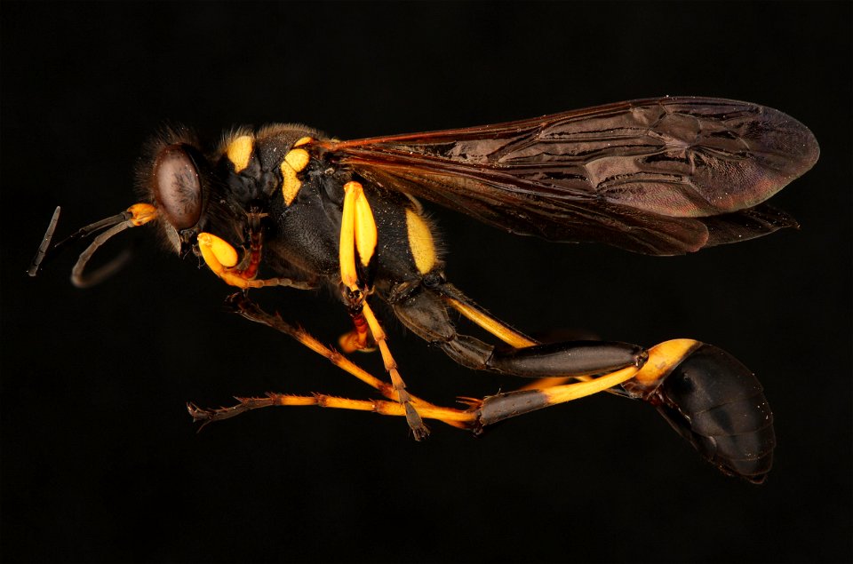 Black and Yellow Mud Dauber (Sphecidae, Sceliphron caementarium (Drury))