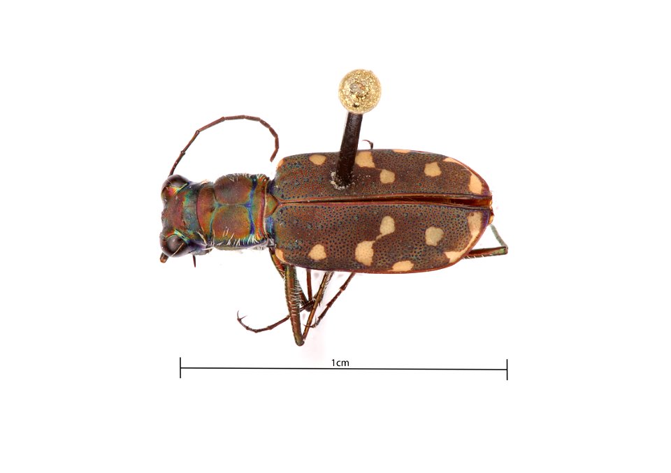 Western Red-Bellied Tiger Beetle; cicindelidia sedecimpunctata