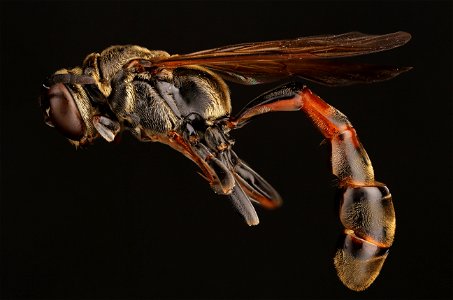 Square-headed wasp (Crabronidae, Trypoxylon spinosum (Cameron))