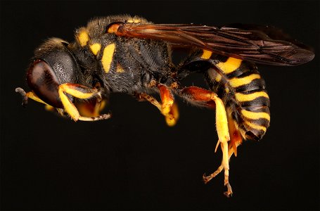 Square-headed wasp (Crabronidae, Ectemnius sp.)