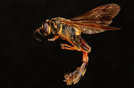 Square-headed wasp (Crabronidae, Trypoxylon texense (Saussure))