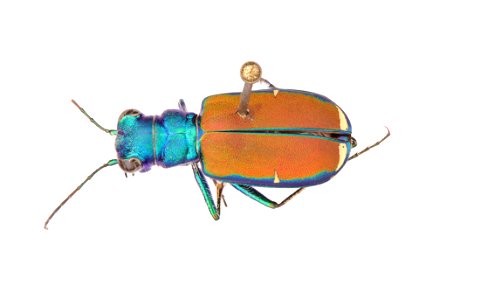 Splendid Tiger Beetle; Cicindela splendida