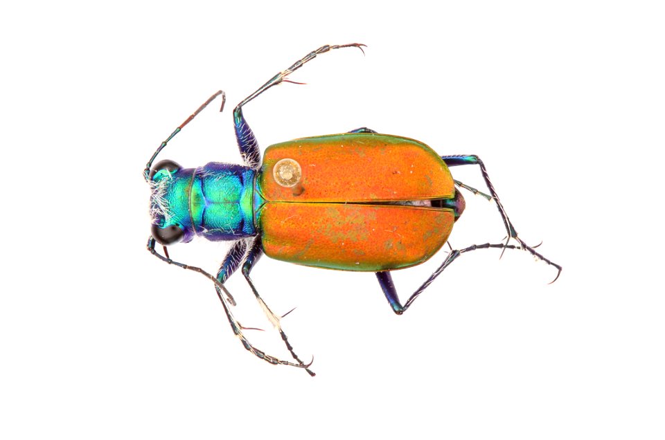 Festive Tiger Beetle; Cicindela scutellaris scutellaris`