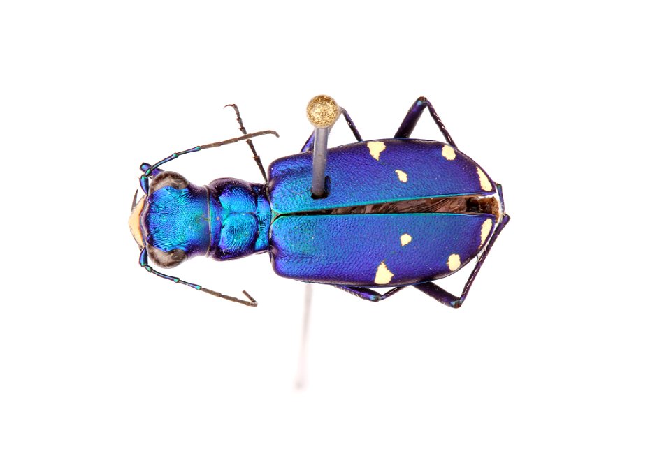 Six-Spotted Tiger Beetle; Cicindela sexguttata