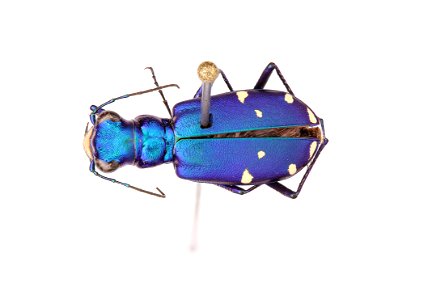 Six-Spotted Tiger Beetle; Cicindela sexguttata photo