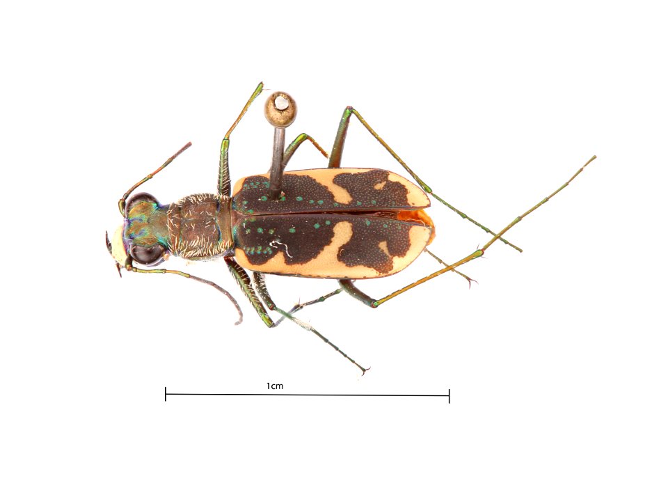 Schaupp's Tiger Beetle, Cicindelidia schauppi