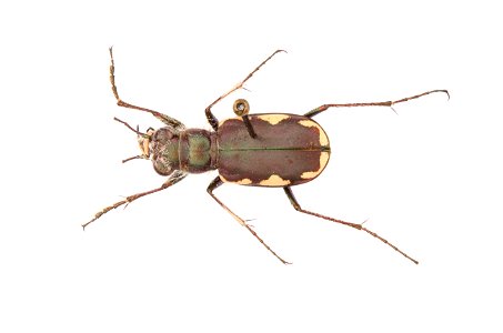 Festive Tiger Beetle; Cicindela scutellaris lecontei