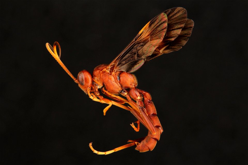 Ichneumon wasp (Ichneumonidae, Trogomorpha arrogans (Cresson))