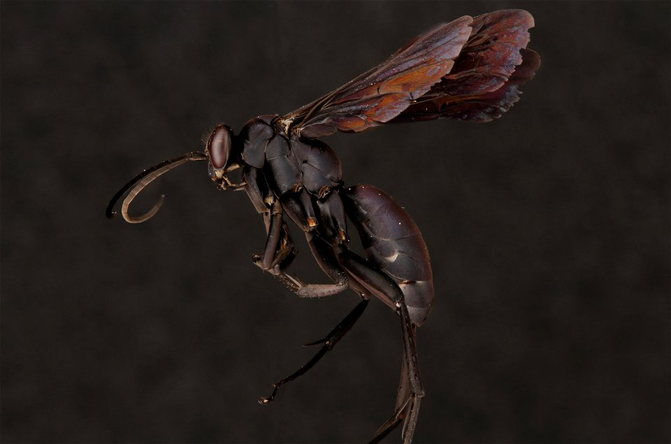 Spider wasp (Pompilidae, Entypus sp.)