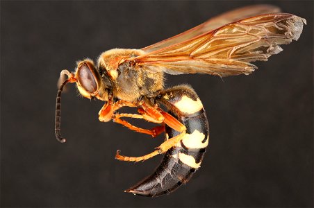 Eastern cicada killer (Crabronidae, Sphecius speciosus (Drury))