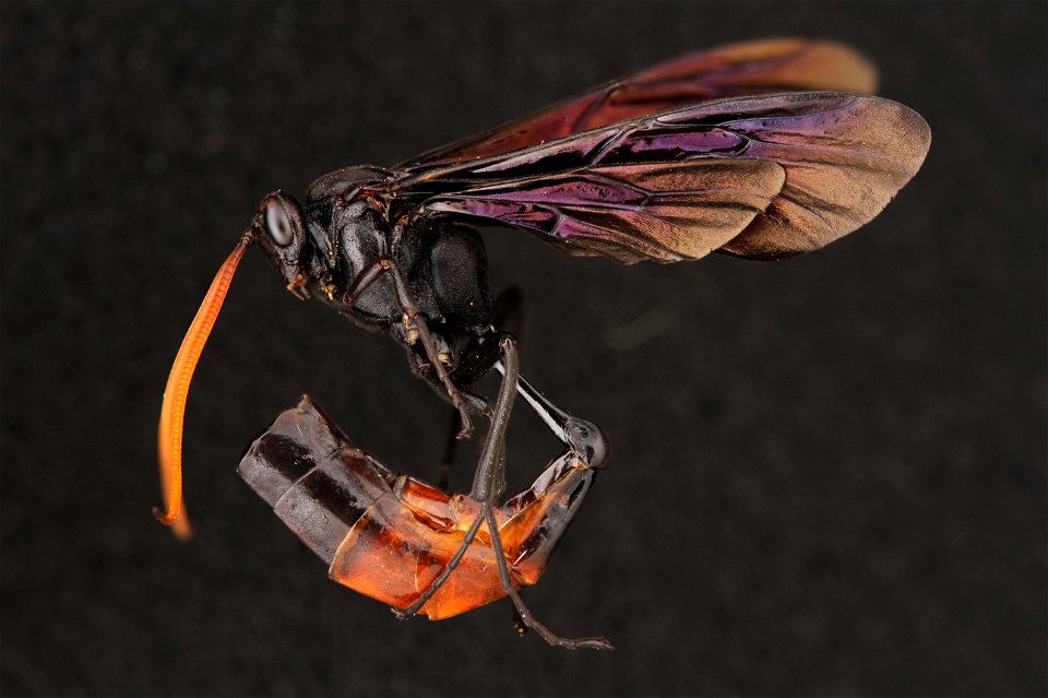 Ichneumon wasp (Ichneumonidae, Thyreodon laticinctus (Cresson))