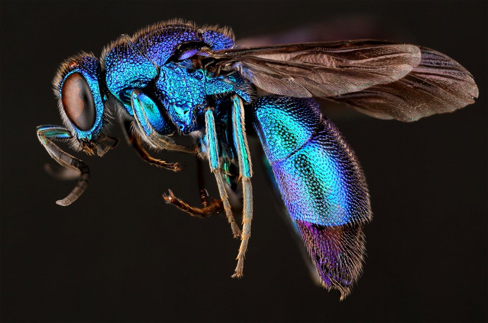 Cuckoo wasp (Chrysididae, Chrysis sp.)