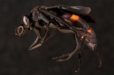 Blue-black spider wasp (Pompilidae, Anoplius sp.)