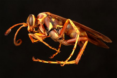 Spider wasp (Pompilidae, Poecilopompilus interruptus (Say))
