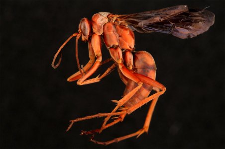 Spider wasp (Pompilidae, Tachypompilus ferrugineus (Say))