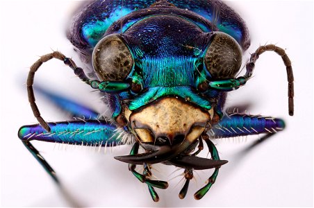 Six-spotted tiger beetle (Carabidae, Cicindela sexguttata sexguttata (Fabricius))